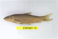 藏品(何氏棘魞)的圖片